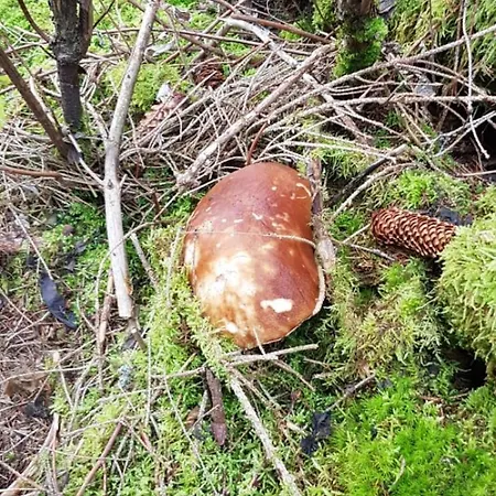 Moderne 1 Entre Evasion Design Et Nature Chalet Ruynes-en-Margeride